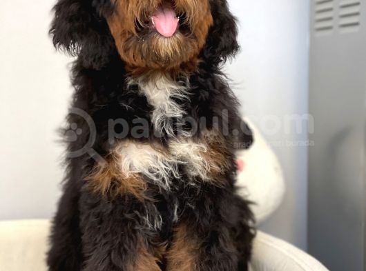 Bernedoodle Terapi Köpekleri Tüy Dökmeyen Dev Patiler