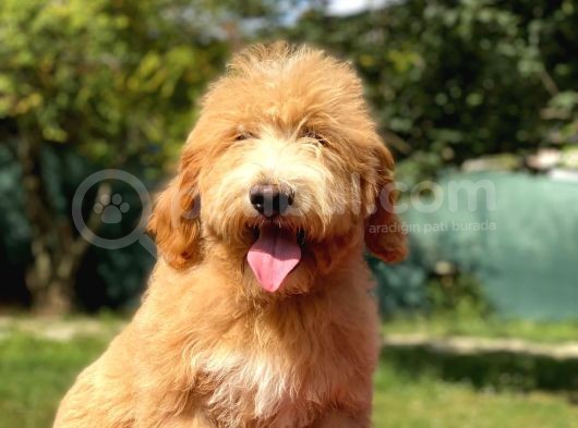 Goldendoodle Terapi Köpekleri Hypoallergenic