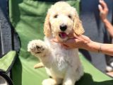 Dev Poodle Anne Baba 55-65 Cm Tüy Dökmeyen Poodle Bebekler