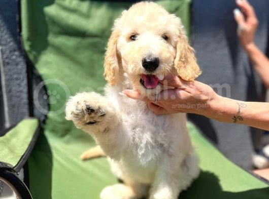 Dev Poodle Anne Baba 55-65 Cm Tüy Dökmeyen Poodle Bebekler