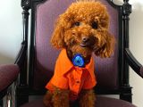 İnstagram Fenomeni Scrli Toypoodle Karamel 
