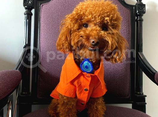 İnstagram Fenomeni Scrli Toypoodle Karamel  görsel