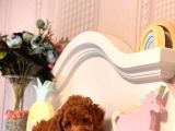 Toy Poodle