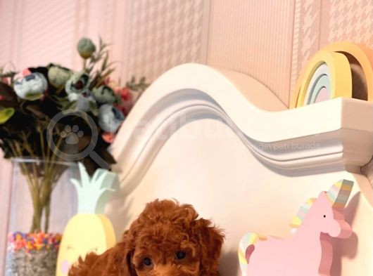 Toy Poodle görsel