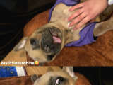 Egzotic French Bulldog Pablitom