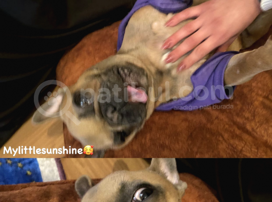 Egzotic French Bulldog Pablitom görsel