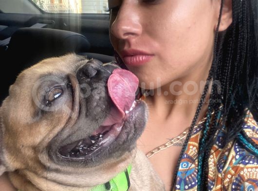 Egzotic French Bulldog Pablitom görsel