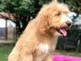 Goldendoodle Terapi Köpekleri Hypoallergenic