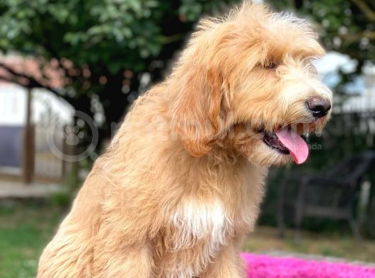 Goldendoodle Terapi Köpekleri Hypoallergenic görsel