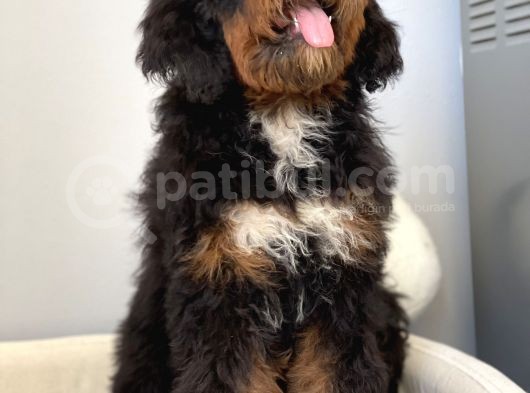 Bernedoodle Terapi Köpekleri Tüy Dökmeyen Dev Patiler görsel