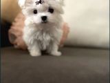 Teacup Üst Kalite Orjinal Maltese Yavrular