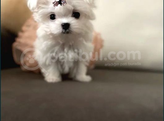 Teacup Üst Kalite Orjinal Maltese Yavrular