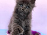 Polydactyl Mainecoon 6 Parmak