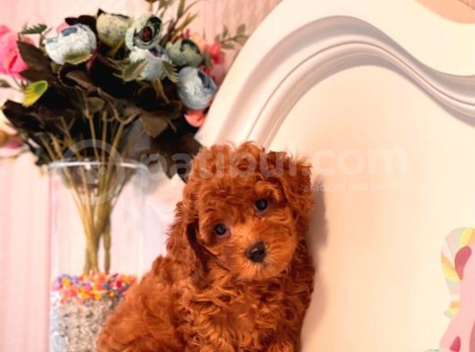 Toy Poodle görsel