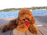 İnstagram Fenomeni Scrli Toypoodle Karamel 