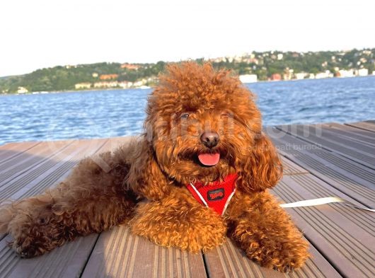 İnstagram Fenomeni Scrli Toypoodle Karamel  görsel