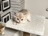 Saf Kan British Shorthair