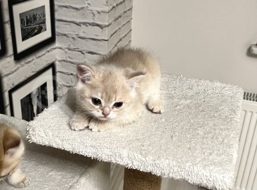 Saf Kan British Shorthair görsel