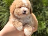 Xxs Teacup Malti̇poo Erkek