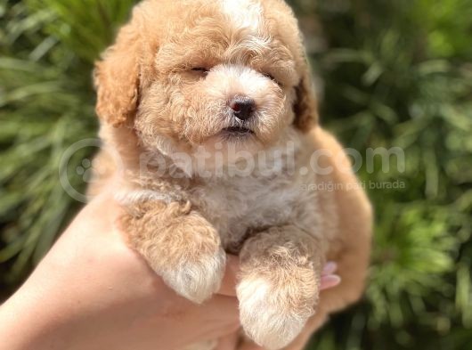 Xxs Teacup Malti̇poo Erkek görsel