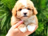 Xxs Teacup Malti̇poo Erkek