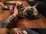 Egzotic French Bulldog Pablitom