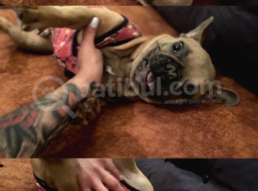 Egzotic French Bulldog Pablitom görsel