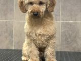 8 Aylik Orji̇nal Toy Boyut Erkek Poodle