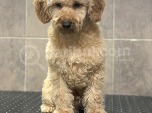 8 Aylik Orji̇nal Toy Boyut Erkek Poodle görsel