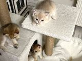 Saf Kan British Shorthair