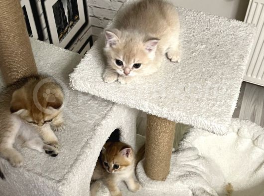 Saf Kan British Shorthair görsel