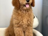 Labradoodle Red Terapi Köpeklerimiz