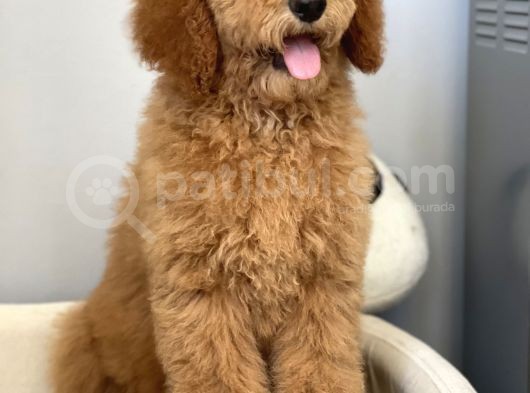 Labradoodle Red Terapi Köpeklerimiz