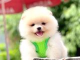 Safkan Pomeranian Boo Yavrular