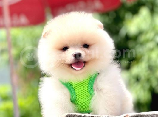 Safkan Pomeranian Boo Yavrular görsel