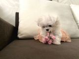Teacup Üst Kalite Orjinal Maltese Yavrular