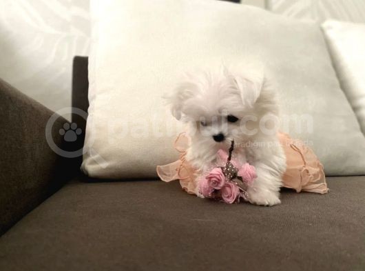Teacup Üst Kalite Orjinal Maltese Yavrular görsel