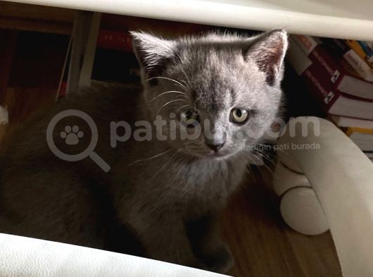 Scotti̇sh Fold  Ve Bri̇ti̇sh Shorthai̇r  Scrli̇ Yavrularimiz görsel