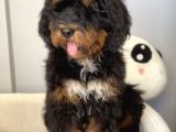 Bernedoodle Terapi Köpekleri Tüy Dökmeyen Dev Patiler