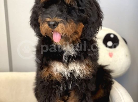 Bernedoodle Terapi Köpekleri Tüy Dökmeyen Dev Patiler görsel