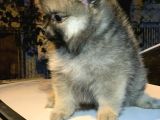 En Küçük Boy Pomeranian Dişi Ve Erkek