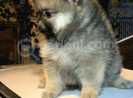 En Küçük Boy Pomeranian Dişi Ve Erkek görsel