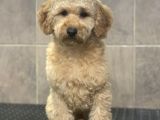 8 Aylik Orji̇nal Toy Boyut Erkek Poodle