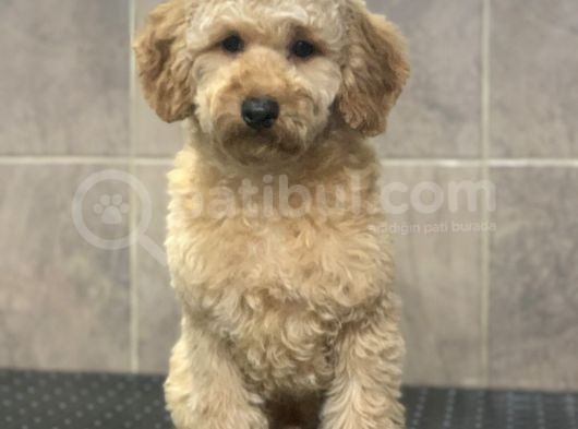 8 Aylik Orji̇nal Toy Boyut Erkek Poodle