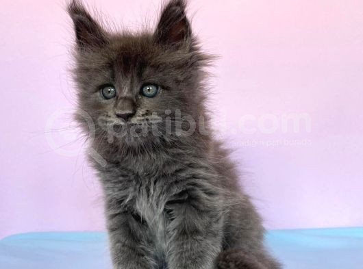 Polydactyl Mainecoon 6 Parmak görsel