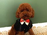 İnstagram Fenomeni Scrli ToyPoodle Karamel 