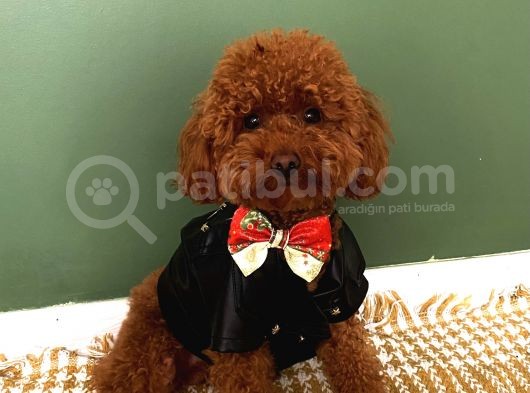 İnstagram Fenomeni Scrli Toypoodle Karamel 