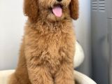 Labradoodle Red Terapi Köpeklerimiz