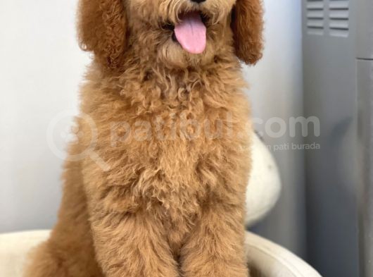 Labradoodle Red Terapi Köpeklerimiz görsel