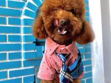 İnstagram Fenomeni Scrli Toypoodle Karamel 